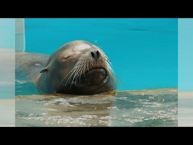 Zoo Ljubljana Slowenien -  #Dasa Mersafara