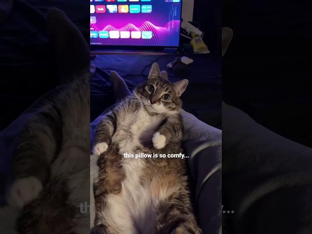 Funny animal videos I found on Instagram and Tiktok #shorts #funnyanimals #cat #funnypets #funny