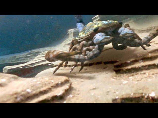 The Terrifying Giant Scorpion That Roamed Prehistoric Oceans