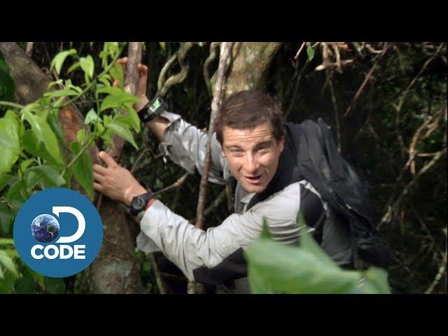 Bear Grylls in Borneo Jungle | Man vs Wild (1/6)