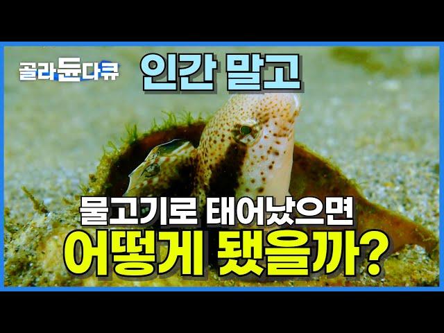 물고기로 태어났다면 얼마나 살아남을 수 있을까? 본격 바다에서 생존하는 다큐멘터리│먹이사슬의 세계│숙면 다큐│다큐프라임│#골라듄다큐