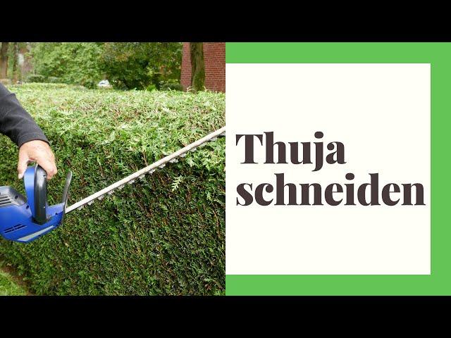 Thuja/Lebensbaum schneiden (So machen Sie es Richtig)