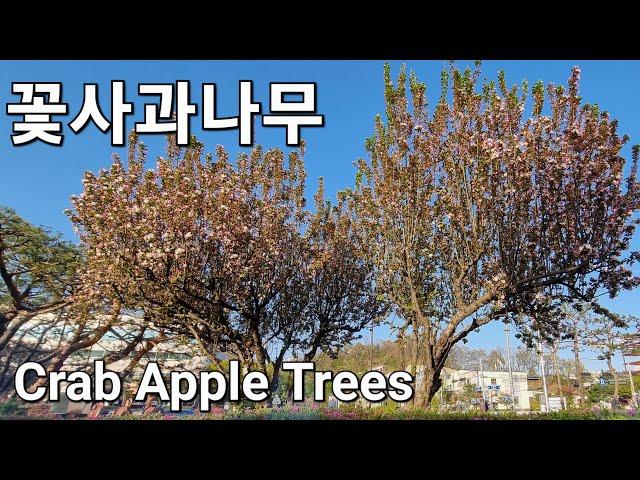 꽃사과나무 Crab Apple Tree | Spring in South Korea