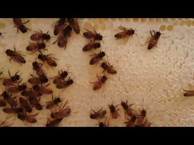 Honey inspection August 2014