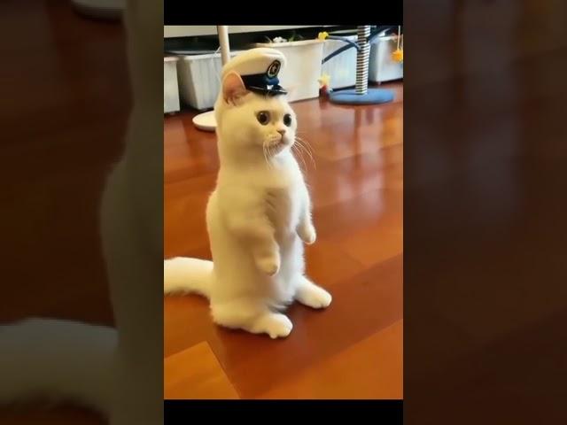 kucing lucu berdiri kaki 2 seperti jadi polisi - gemesin banget sih #shorts