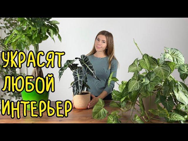 НЕОБЫЧНЫЕ И ЭФФЕКТНЫЕ КОМНАТНЫЕ РАСТЕНИЯ, которые украсят любой интерьер