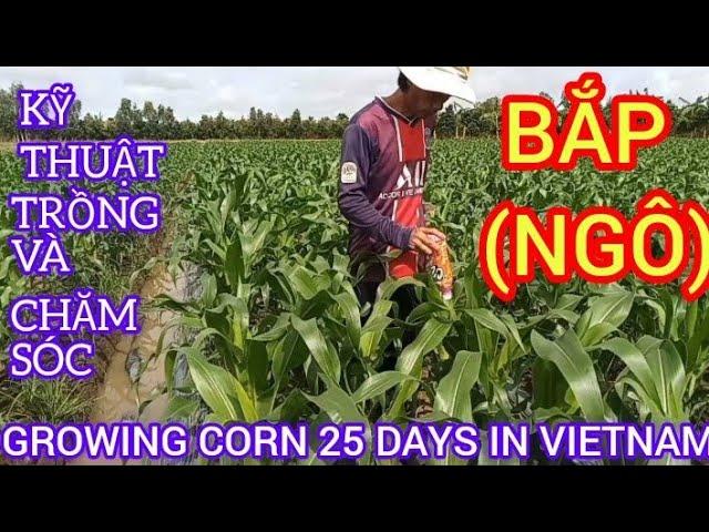 KỸ THUẬT TRỒNG VÀ CHĂM SÓC BẮP (NGÔ) 25 NGÀY GROWING CORN 25 DAYS IN VIETNAM#303|Giải Trí Miền Tây