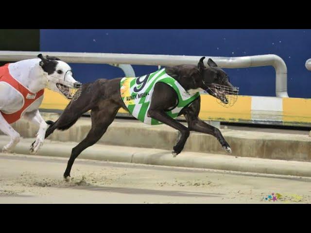 900 meters Track Race Greyhound Racing