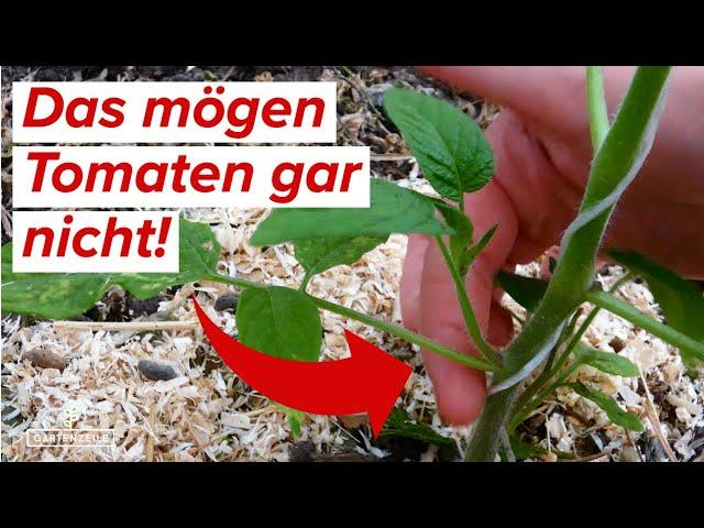 Diese 9 Fehler unbedingt vermeiden! DAS mögen Tomaten gar nicht!