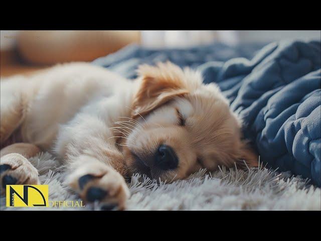 20 HOURS of Dog Calming MusicDog Sleep Dog Separation Anxiety Relief MusicPet Music NadanMusic