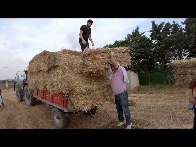 YULAF OTU BALYASI TAŞIYORUZ [GoPro]