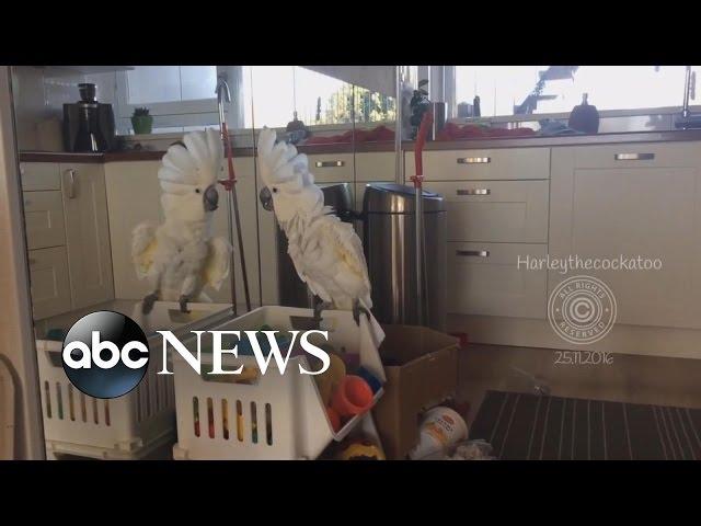 Confident Cockatoo Reacts to Seeing Her Own Reflection