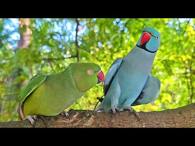 Funny Ringneck Parrot Video