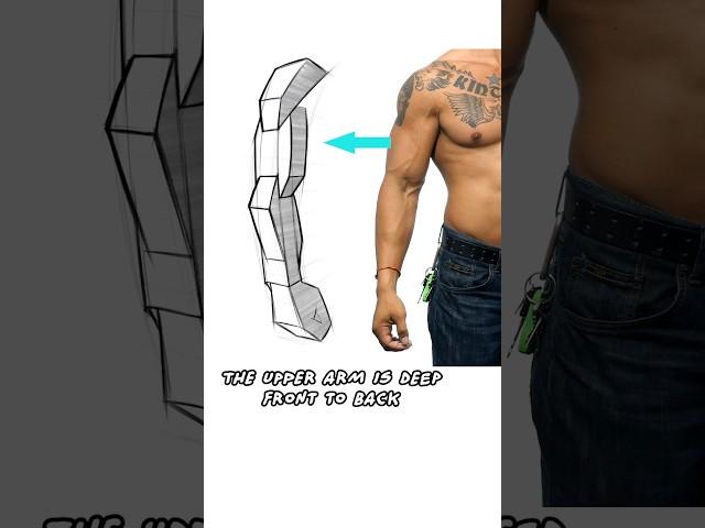 How to Simplify Arm Anatomy