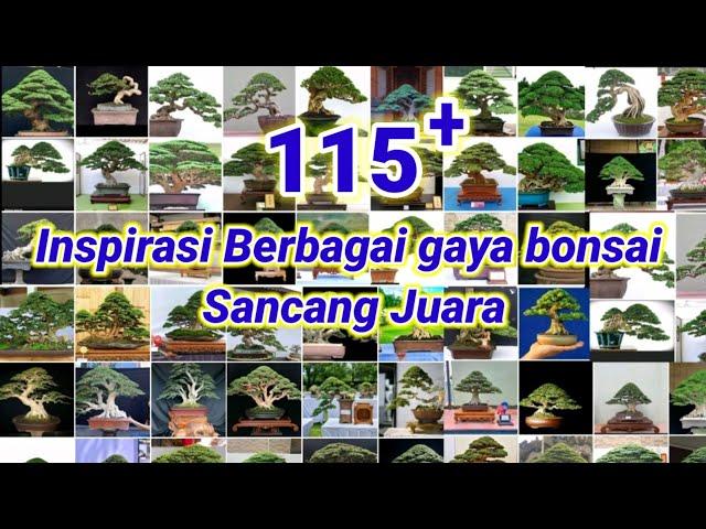 INSPIRASI BONSAI SANCANG TERBAIK