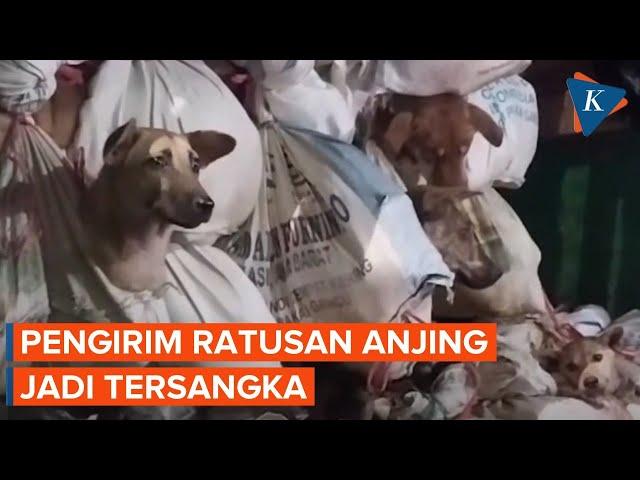 5 Orang Jadi Tersangka Kasus Pengiriman Ratusan Anjing ke Sragen