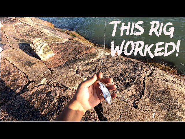 Spi Jetties Early morning fishing with live shrimp and croaker