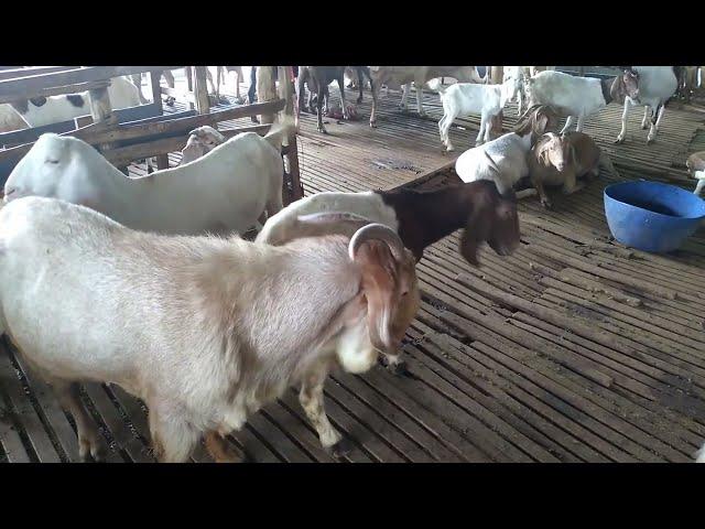 Cách ung muỗi cho dê - Ù sáng nuôi dê