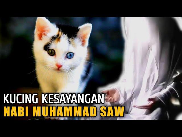 Kisah Nabi Muhammad SAW, Keistimewaan Mueeza Kucing Kesayangan Rasulullah SAW