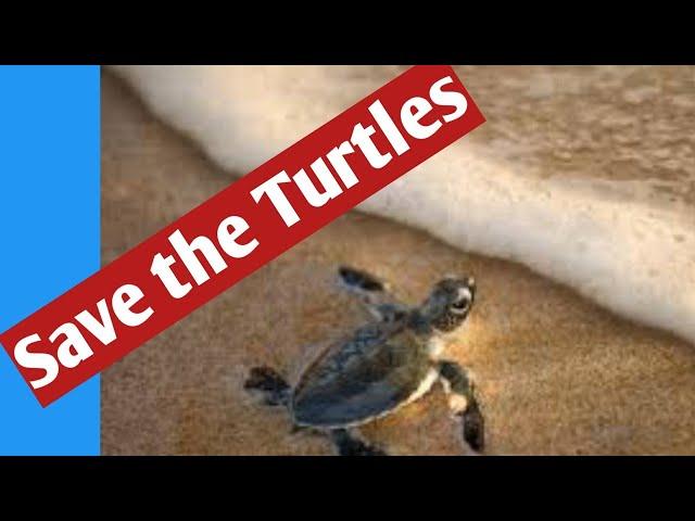 Our Planets|Sea turtles|Deep sea|Chathu Learning Academy