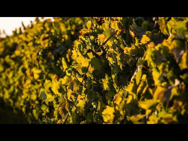 The San Joaquin Valley Wine Region: California's Largest Winegrowing Region + Sustainable Farming