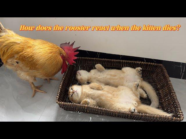 The rooster suspected that the kitten was dead, and he was very sad!Funny and lovely cat and rooster