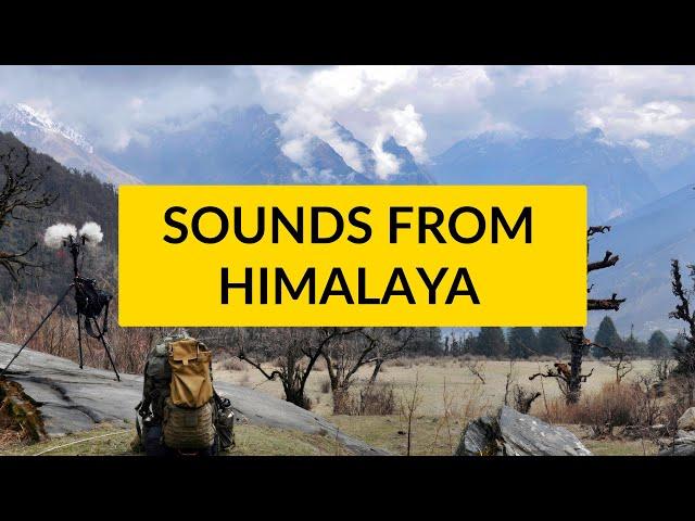 Beautiful nature sounds from HIMALAYA - get 5+ hours of pristine ambiences in the full SFX library