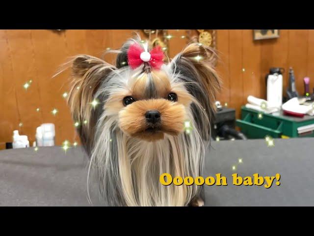 Dog Grooming Tutorial - My blueprint for creating adorable faces.