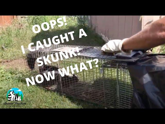 Transfer Skunk From Trap To Trap.