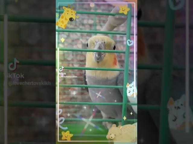 Дашка-  промокашка...
