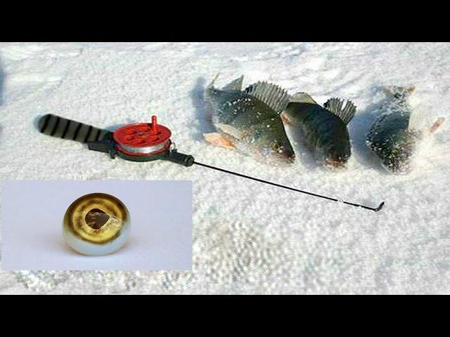 Good perch eyes cap on winter fishing.