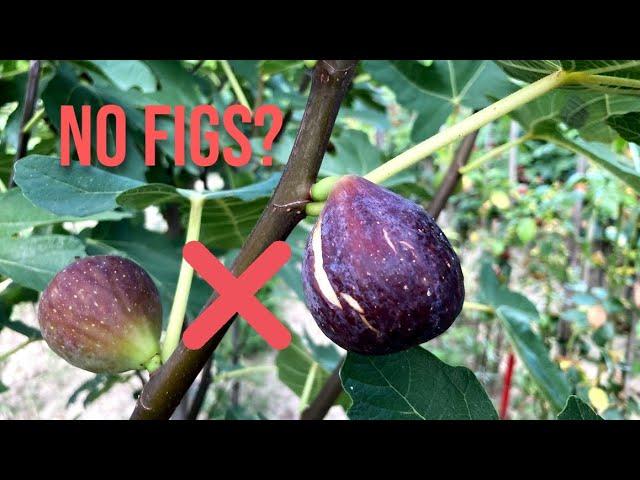 The #1 Reason Your Fig Tree Isn't Fruiting & How to Fix it