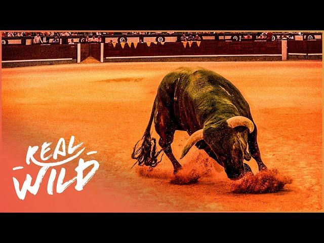 Spain's Most Legendary Fighting Bull | The Spirit Of The Bull | Real Wild