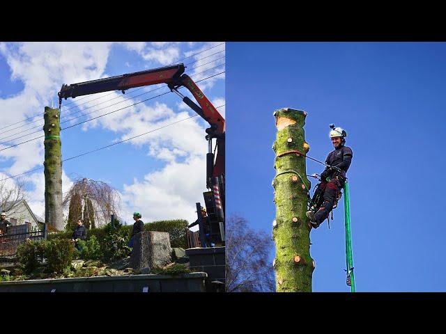 FELLING a spruce TREE at RISK with a CRANE | Episode#94