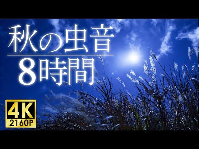 The Sound of Nature at Night in Japan - 8 hours -