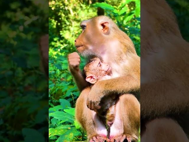 Hak Han MDJ Enjoy Watching Abandon Baby Monkey - Daily Wildlife Monkey