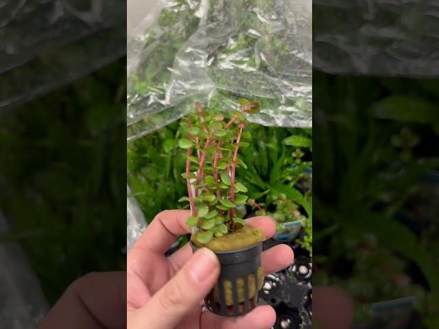 Rotala Rotundifolia Orange Juice - Aquariumplantenshop