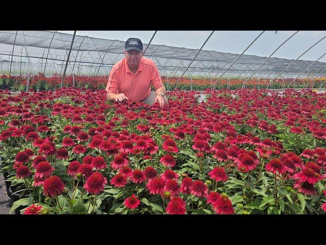 Echinacea Sunny Days Ruby (Coneflower) / Magnificent Bushy Free Flowering, Easy to Grow Perennial