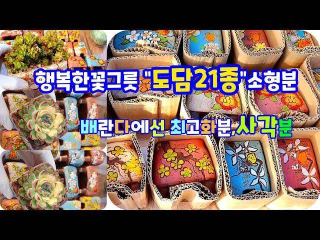 행복한꽃그릇"도담21종"소형분소개배란다좁은환경에맞는화분succulents  plant 多肉植物