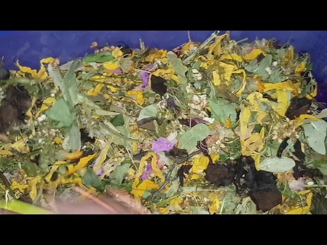 Какие Цветочки и Лепесточки можно Шиншиллам!