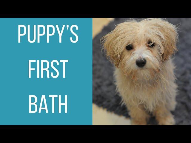 PUPPY'S FIRST BATH | Eight-Week Old Maltipoo