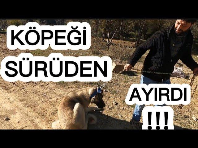 SÜRÜDEN AYRILAN KÖPEK DUYGULANDIRDI ? SADDAM GÖREVDE