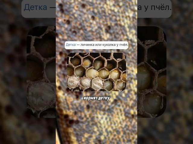 Если вы пробовали пропить курс с такой пастой, поделитесь ощущениями, результатами #пчелопродукты