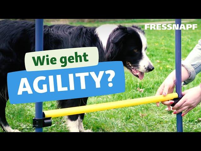 Wie geht Agility? Einfache Übungen für Anfänger (Tunnel, Sprünge, Slalom)