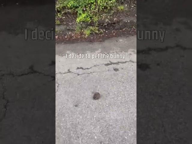 WILD BABY BUNNY ON THE ROAD!