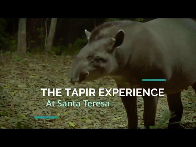 SouthWild Pantanal: the best place in the world to see wild tapirs.