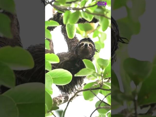 Sloths Can Rotate Their Heads 270 Degrees #animalshorts #animals #wildlife #sloth