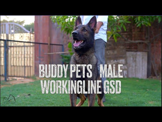 Working line German Shepherd dog, Big dark sable male | BUDDY PETS GURGAON |