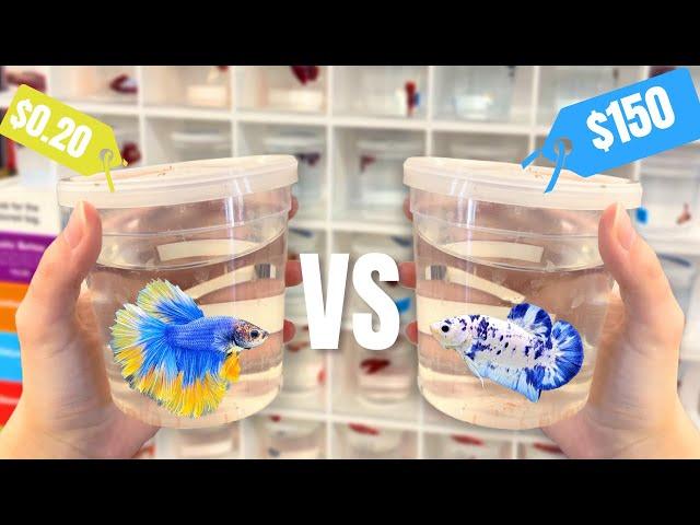 Cheap Vs Expensive BETTA FISH