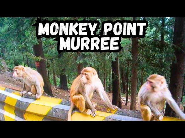 monkey | monkey point murree | bandar gali | monkey video | bandar gali murree | monkeys in murree